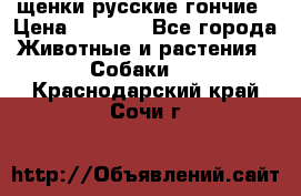 щенки русские гончие › Цена ­ 4 000 - Все города Животные и растения » Собаки   . Краснодарский край,Сочи г.